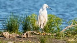 jezero little-egret-2591578 1280
